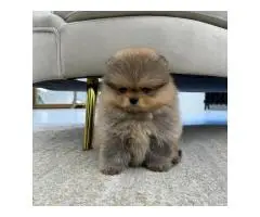 Beautiful Pomeranian puppies - 6