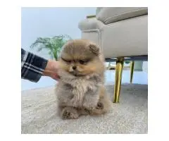 Beautiful Pomeranian puppies - 7