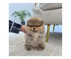 Beautiful Pomeranian puppies - 8