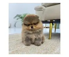 Beautiful Pomeranian puppies - 9