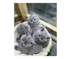 Британская короткошерстная