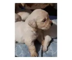 Щенки золотистого ретривера