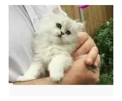 12-недельные персидские котята на продажу