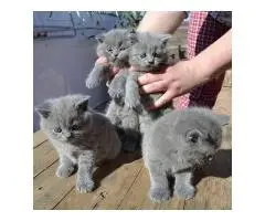 BHK Британские короткошерстные КОТЯТА