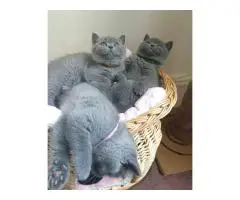 BHK Британские короткошерстные КОТЯТА