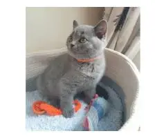 BHK Британские короткошерстные КОТЯТА - 2
