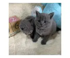 BHK Британские короткошерстные КОТЯТА - 3