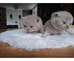 Лучший помет для котят