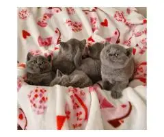 Котята BKH