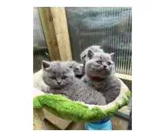 Котята BKH на продажу