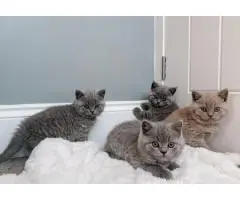Британская короткошерстная