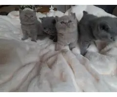 Британские короткошерстные котята