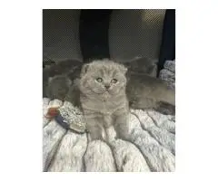Британские короткошерстные котята