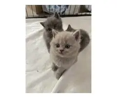 Здоровые британские короткошерстные котята