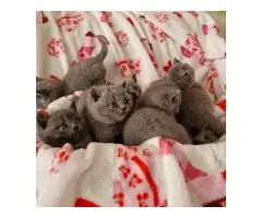 Британские короткошерстные котята