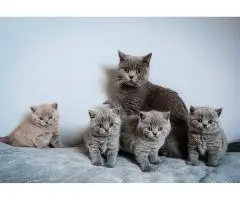 Котята BKH