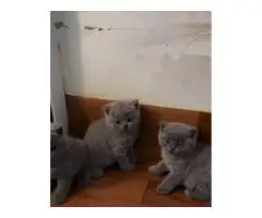 Котята BKH,