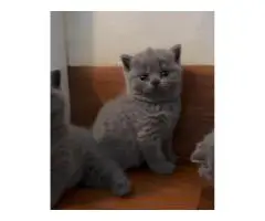 Котята BKH, - 2