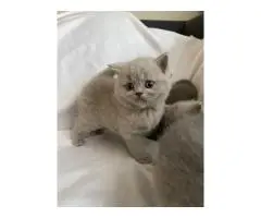 Котята BKH на продажу.