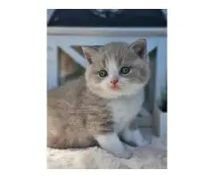 Милые и здоровые котята