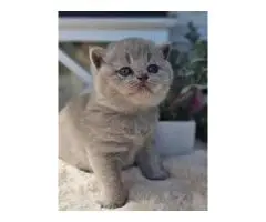 Милые и здоровые котята - 2