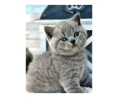 Милые и здоровые котята.,