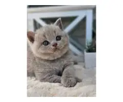 Милые и здоровые котята., - 2