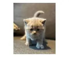 Милые и здоровые котята - 2