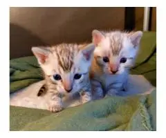 Бенгальские котята для усыновления