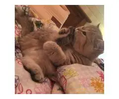 Британская короткошерстная