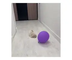 Мальтипу Ф1 щенок