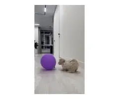 Мальтипу Ф1 щенок - 2