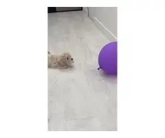 Мальтипу Ф1 щенок - 3