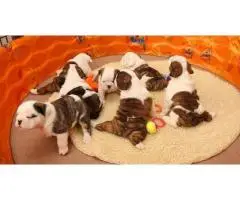 Продается английский бульдог