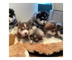 Милый щенок помски