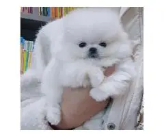 Absolutely Szpic Pomeranian puppies