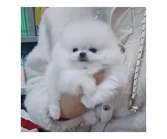 Absolutely Szpic Pomeranian puppies - 2