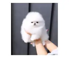 Absolutely Szpic Pomeranian puppies - 3