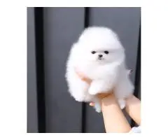 Absolutely Szpic Pomeranian puppies - 4