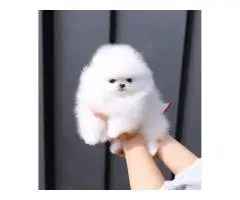 Absolutely Szpic Pomeranian puppies - 5