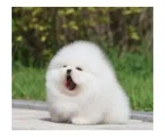 Pomeranian Spitz puppies