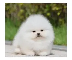 Pomeranian Spitz puppies - 2