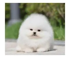 Pomeranian Spitz puppies - 3