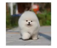 Pomeranian Spitz puppies - 4