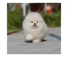 Pomeranian Spitz puppies - 5
