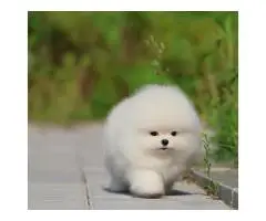 Pomeranian Spitz puppies - 6