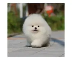 Pomeranian Spitz puppies - 7