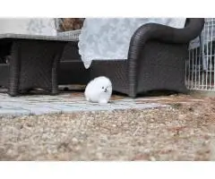 Beautiful Pomeranian puppies