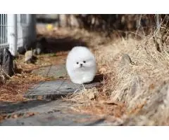 Beautiful Pomeranian puppies - 2