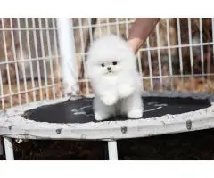 Beautiful Pomeranian puppies - 3